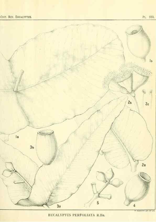 Reproducción/Reproduction 32120643717: A critical revision of the genus Eucalyptus,. Sydney,Gullick,1903-33.. 