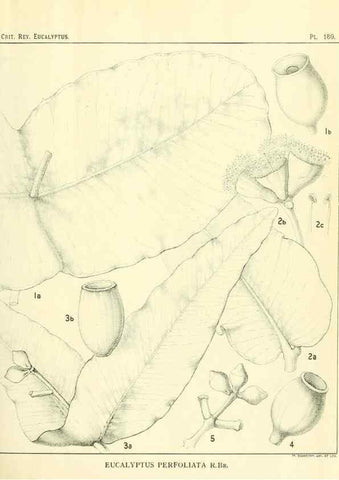 Reproducción/Reproduction 32120643717: A critical revision of the genus Eucalyptus,. Sydney,Gullick,1903-33.. 