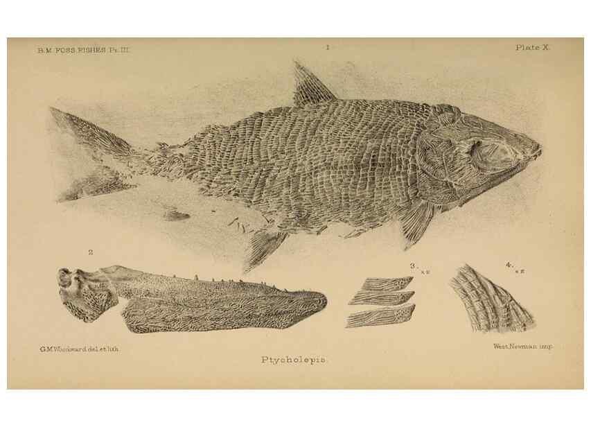 Reproducción/Reproduction 46867485122: Catalogue of the fossil fishes in the British Museum (Natural History) .... London,Printed by order of the Trustees,1889-1901.. 