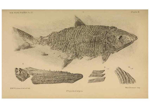 Reproducción/Reproduction 46867485122: Catalogue of the fossil fishes in the British Museum (Natural History) .... London,Printed by order of the Trustees,1889-1901.. 