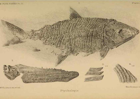 Reproducción/Reproduction 46867485122: Catalogue of the fossil fishes in the British Museum (Natural History) .... London,Printed by order of the Trustees,1889-1901.. 