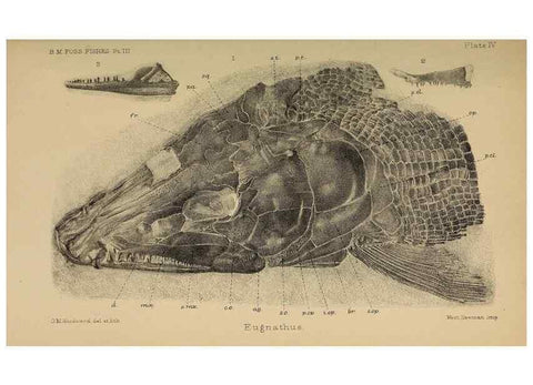 Reproducción/Reproduction 39954868433: Catalogue of the fossil fishes in the British Museum (Natural History) .... London,Printed by order of the Trustees,1889-1901.. 