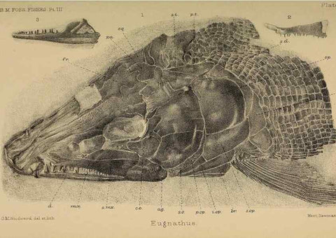 Reproducción/Reproduction 39954868433: Catalogue of the fossil fishes in the British Museum (Natural History) .... London,Printed by order of the Trustees,1889-1901.. 