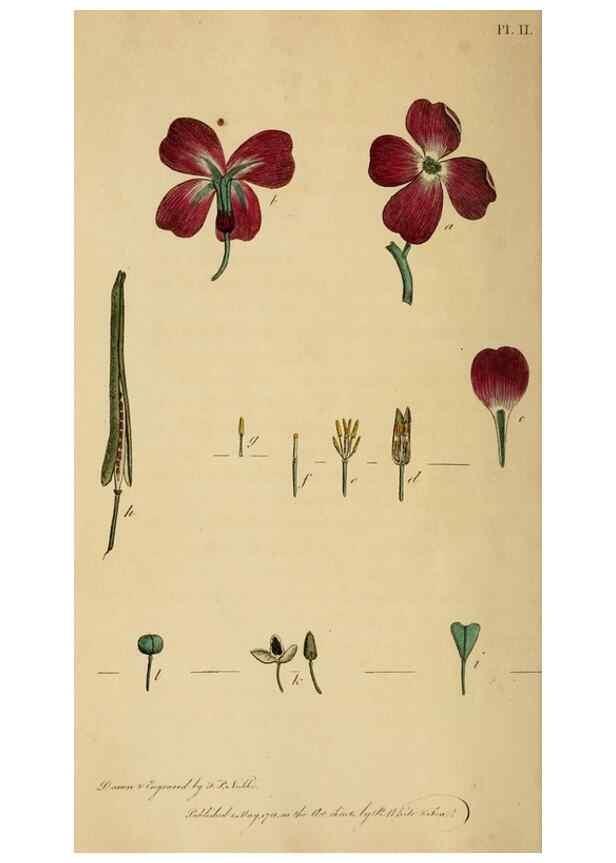 Reproducción/Reproduction 46194657874: Thirty-eight plates, with explanations :. London :Printed for Longman, Hurst, Rees, Orme, and Browne,1817.. 