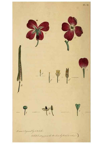 Reproducción/Reproduction 46194657874: Thirty-eight plates, with explanations :. London :Printed for Longman, Hurst, Rees, Orme, and Browne,1817.. 