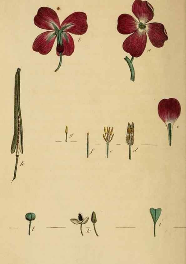 Reproducción/Reproduction 46194657874: Thirty-eight plates, with explanations :. London :Printed for Longman, Hurst, Rees, Orme, and Browne,1817.. 