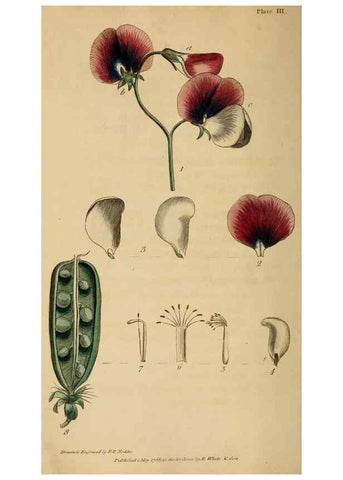 Reproducción/Reproduction 31978336867: Thirty-eight plates, with explanations :. London :Printed for Longman, Hurst, Rees, Orme, and Browne,1817.. 