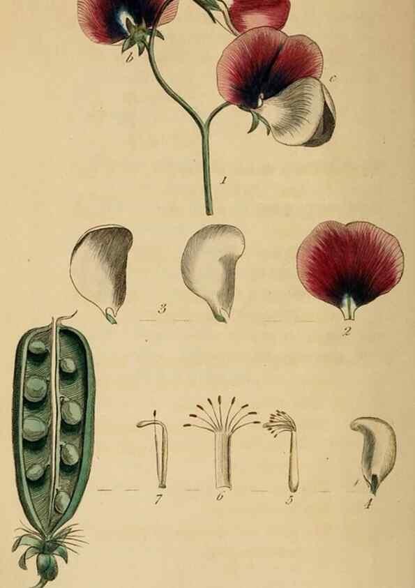 Reproducción/Reproduction 31978336867: Thirty-eight plates, with explanations :. London :Printed for Longman, Hurst, Rees, Orme, and Browne,1817.. 