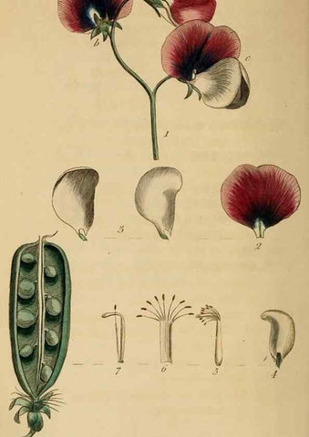 Reproducción/Reproduction 31978336867: Thirty-eight plates, with explanations :. London :Printed for Longman, Hurst, Rees, Orme, and Browne,1817.. 