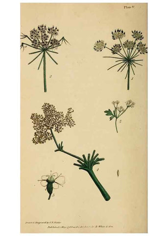 Reproducción/Reproduction 46194659884: Thirty-eight plates, with explanations :. London :Printed for Longman, Hurst, Rees, Orme, and Browne,1817.. 