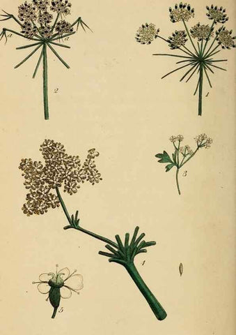 Reproducción/Reproduction 46194659884: Thirty-eight plates, with explanations :. London :Printed for Longman, Hurst, Rees, Orme, and Browne,1817.. 