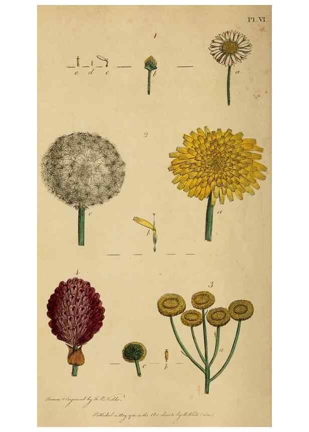 Reproducción/Reproduction 33044167908: Thirty-eight plates, with explanations :. London :Printed for Longman, Hurst, Rees, Orme, and Browne,1817.. 