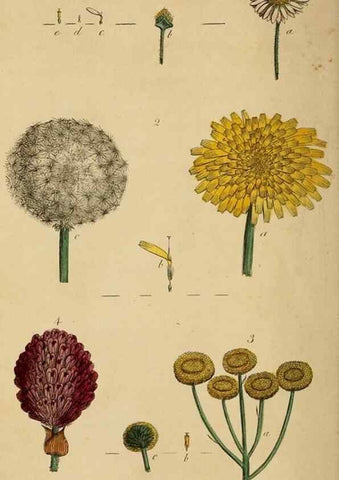 Reproducción/Reproduction 33044167908: Thirty-eight plates, with explanations :. London :Printed for Longman, Hurst, Rees, Orme, and Browne,1817.. 