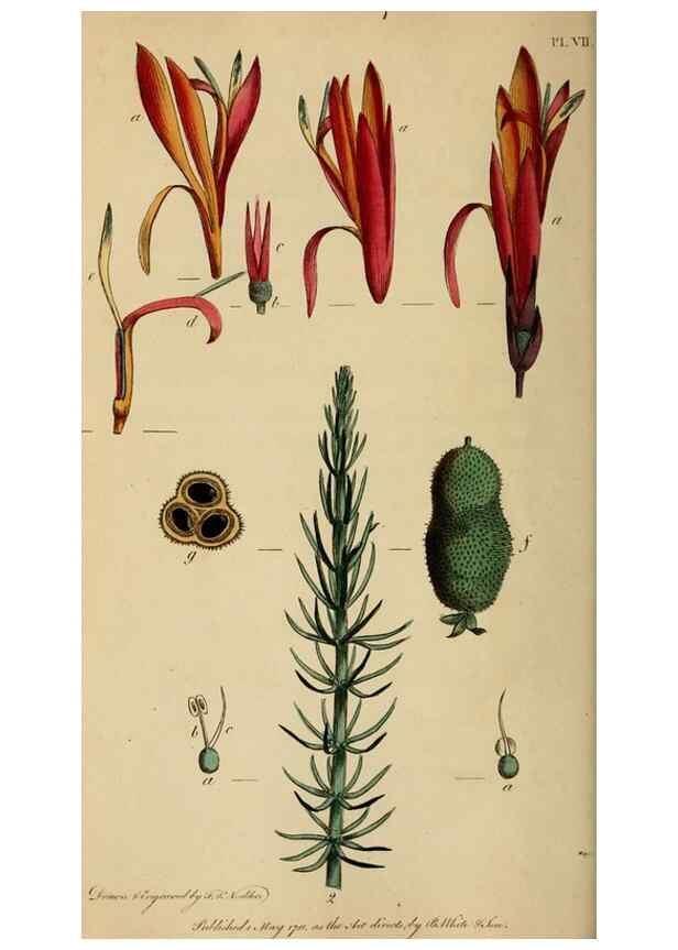 Reproducción/Reproduction 31978340757: Thirty-eight plates, with explanations :. London :Printed for Longman, Hurst, Rees, Orme, and Browne,1817.. 