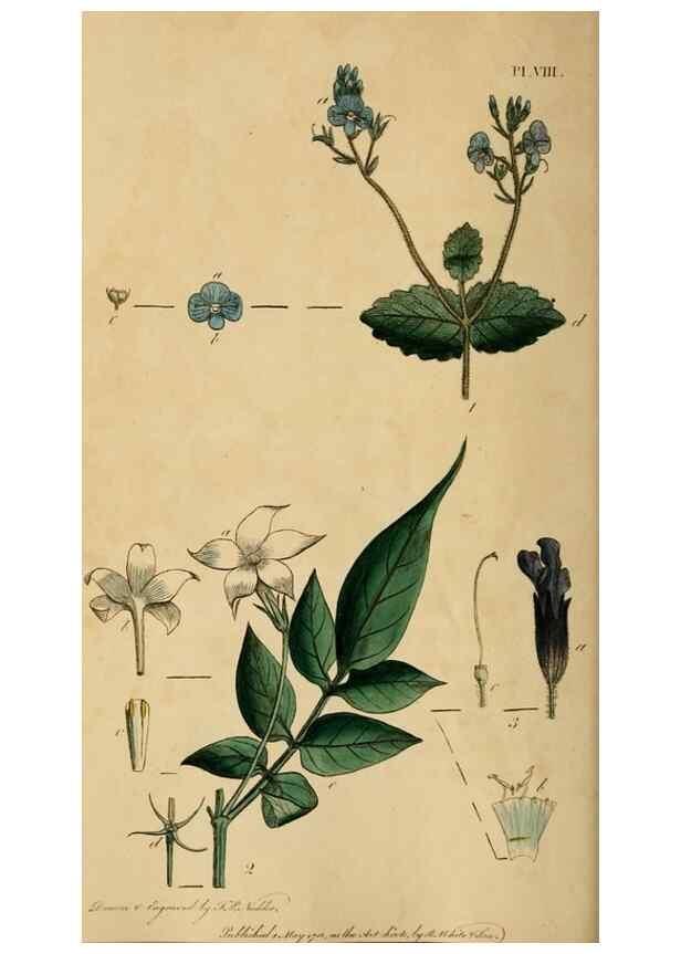 Reproducción/Reproduction 46005163005: Thirty-eight plates, with explanations :. London :Printed for Longman, Hurst, Rees, Orme, and Browne,1817.. 