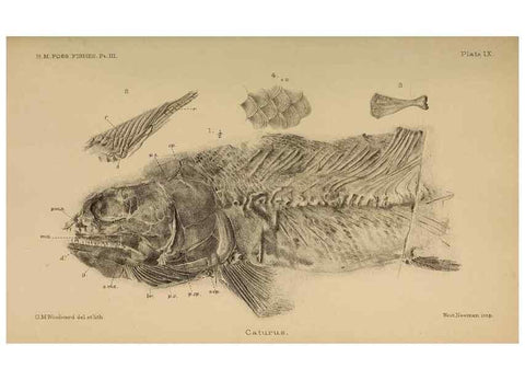 Reproducción/Reproduction 46867483762: Catalogue of the fossil fishes in the British Museum (Natural History) .... London,Printed by order of the Trustees,1889-1901.. 