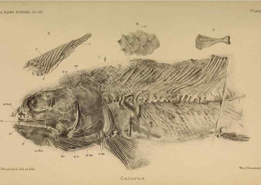 Reproducción/Reproduction 46867483762: Catalogue of the fossil fishes in the British Museum (Natural History) .... London,Printed by order of the Trustees,1889-1901.. 