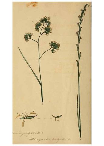 Reproducción/Reproduction 39954742943: Thirty-eight plates, with explanations :. London :Printed for Longman, Hurst, Rees, Orme, and Browne,1817.. 