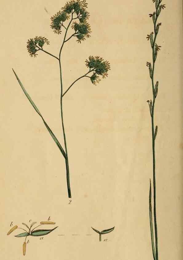 Reproducción/Reproduction 39954742943: Thirty-eight plates, with explanations :. London :Printed for Longman, Hurst, Rees, Orme, and Browne,1817.. 