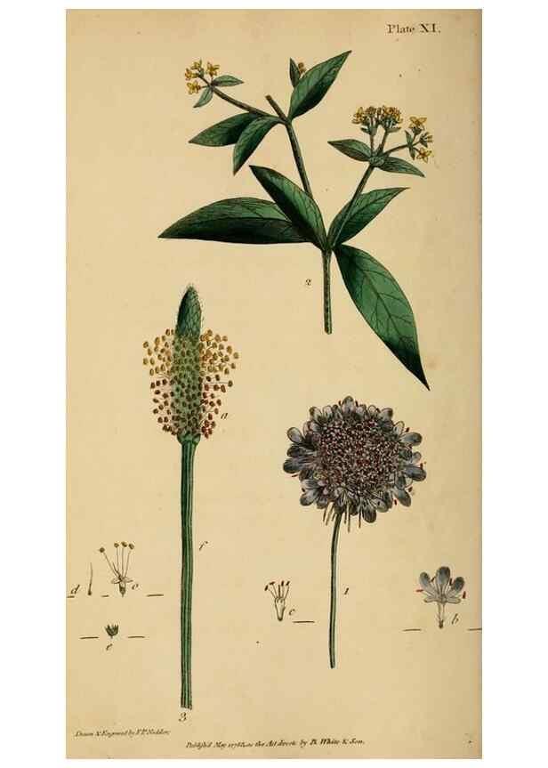 Reproducción/Reproduction 33044171908: Thirty-eight plates, with explanations :. London :Printed for Longman, Hurst, Rees, Orme, and Browne,1817.. 