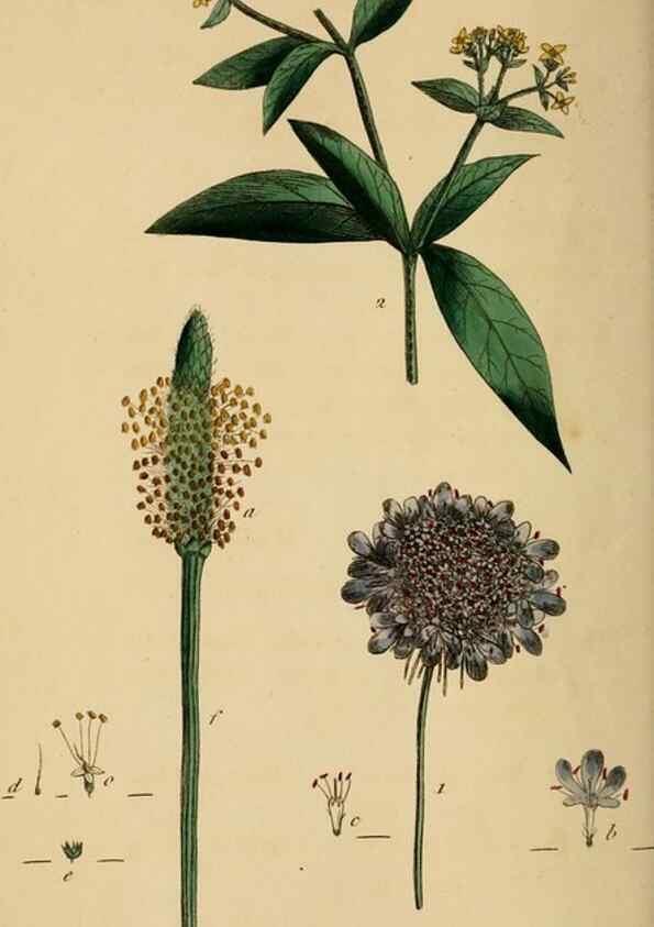 Reproducción/Reproduction 33044171908: Thirty-eight plates, with explanations :. London :Printed for Longman, Hurst, Rees, Orme, and Browne,1817.. 