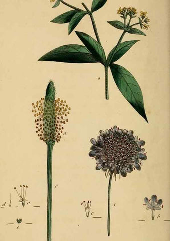 Reproducción/Reproduction 33044171908: Thirty-eight plates, with explanations :. London :Printed for Longman, Hurst, Rees, Orme, and Browne,1817.. 