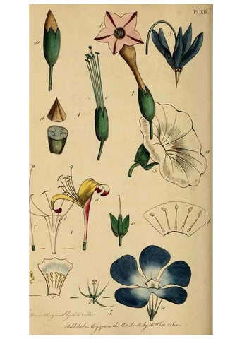 Reproducción/Reproduction 46919507781: Thirty-eight plates, with explanations :. London :Printed for Longman, Hurst, Rees, Orme, and Browne,1817.. 