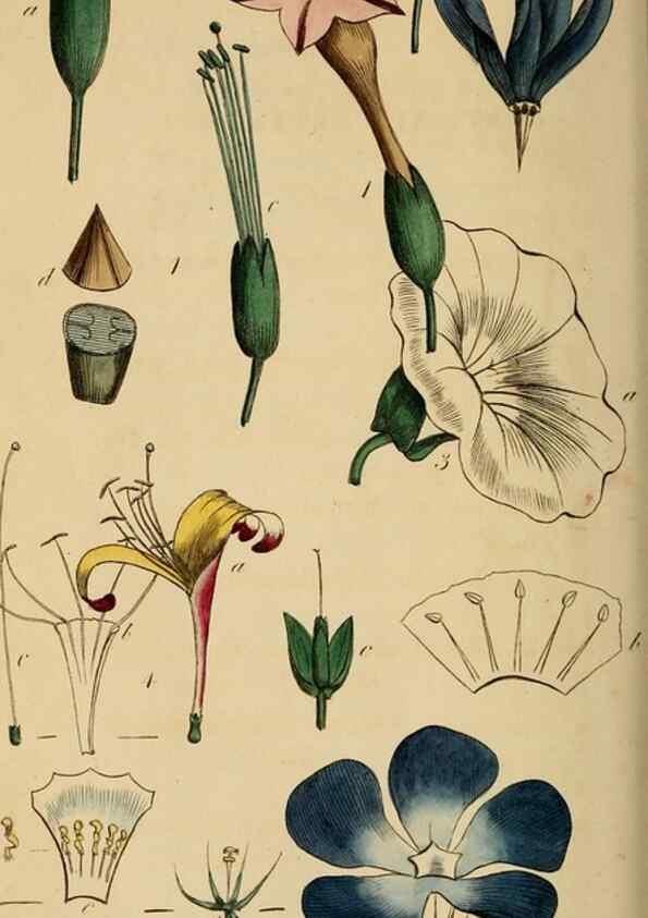 Reproducción/Reproduction 46919507781: Thirty-eight plates, with explanations :. London :Printed for Longman, Hurst, Rees, Orme, and Browne,1817.. 