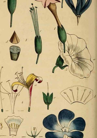 Reproducción/Reproduction 46919507781: Thirty-eight plates, with explanations :. London :Printed for Longman, Hurst, Rees, Orme, and Browne,1817.. 