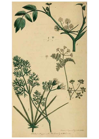 Reproducción/Reproduction 31978346617: Thirty-eight plates, with explanations :. London :Printed for Longman, Hurst, Rees, Orme, and Browne,1817.. 