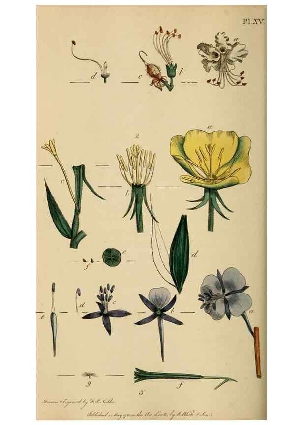 Reproducción/Reproduction 46194665624: Thirty-eight plates, with explanations :. London :Printed for Longman, Hurst, Rees, Orme, and Browne,1817.. 