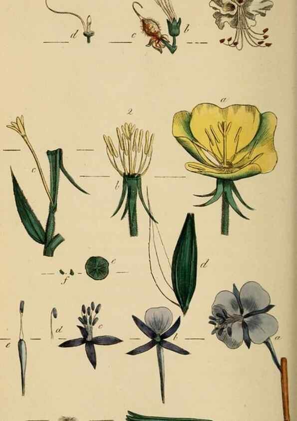 Reproducción/Reproduction 46194665624: Thirty-eight plates, with explanations :. London :Printed for Longman, Hurst, Rees, Orme, and Browne,1817.. 