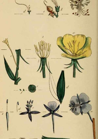 Reproducción/Reproduction 46194665624: Thirty-eight plates, with explanations :. London :Printed for Longman, Hurst, Rees, Orme, and Browne,1817.. 