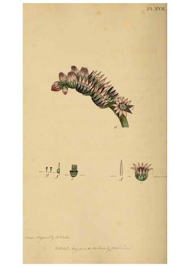Reproducción/Reproduction 46005168005: Thirty-eight plates, with explanations :. London :Printed for Longman, Hurst, Rees, Orme, and Browne,1817.. 