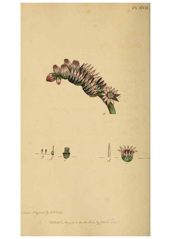 Reproducción/Reproduction 46005168005: Thirty-eight plates, with explanations :. London :Printed for Longman, Hurst, Rees, Orme, and Browne,1817.. 