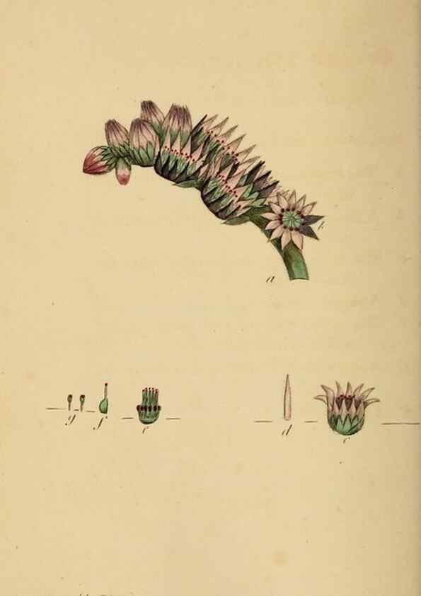 Reproducción/Reproduction 46005168005: Thirty-eight plates, with explanations :. London :Printed for Longman, Hurst, Rees, Orme, and Browne,1817.. 
