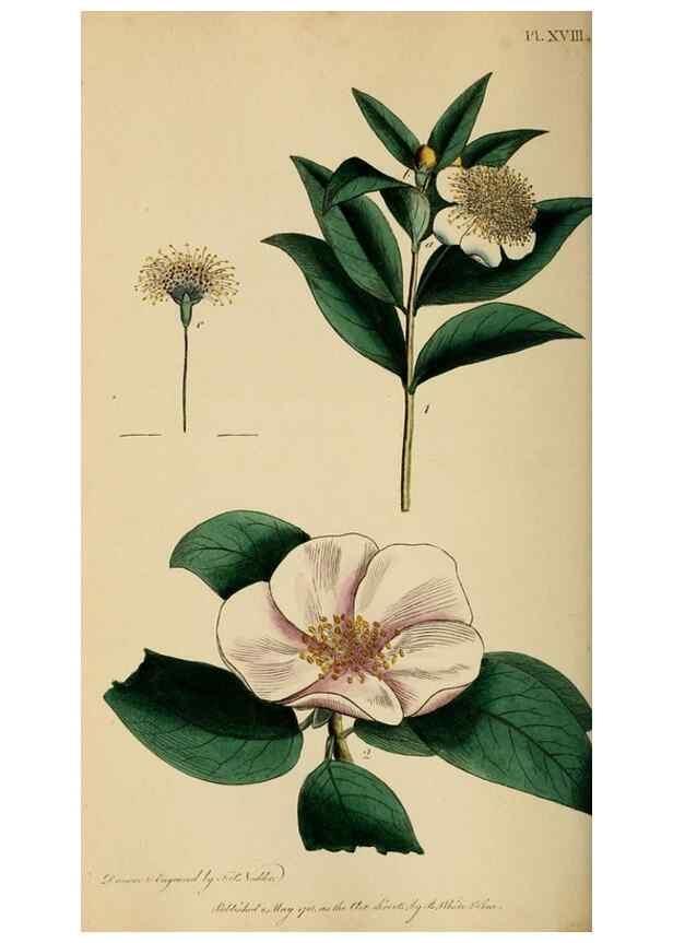 Reproducción/Reproduction 46005168725: Thirty-eight plates, with explanations :. London :Printed for Longman, Hurst, Rees, Orme, and Browne,1817.. 