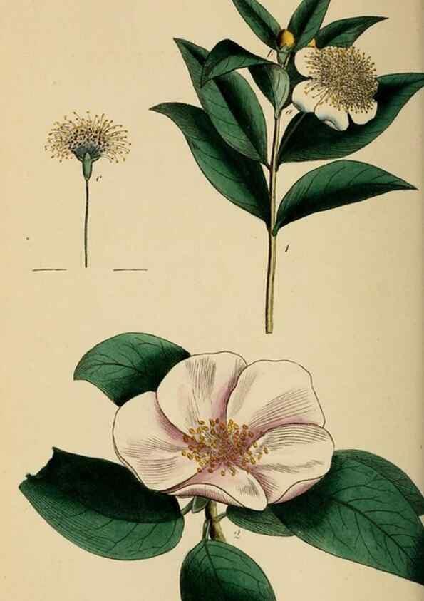 Reproducción/Reproduction 46005168725: Thirty-eight plates, with explanations :. London :Printed for Longman, Hurst, Rees, Orme, and Browne,1817.. 
