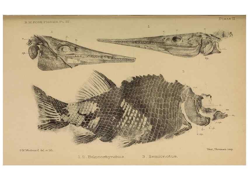 Reproducción/Reproduction 33044300188: Catalogue of the fossil fishes in the British Museum (Natural History) .... London,Printed by order of the Trustees,1889-1901.. 