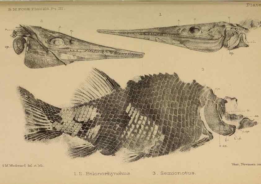 Reproducción/Reproduction 33044300188: Catalogue of the fossil fishes in the British Museum (Natural History) .... London,Printed by order of the Trustees,1889-1901.. 