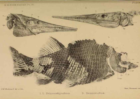 Reproducción/Reproduction 33044300188: Catalogue of the fossil fishes in the British Museum (Natural History) .... London,Printed by order of the Trustees,1889-1901.. 