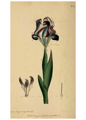 Reproducción/Reproduction 33044171088: Thirty-eight plates, with explanations :. London :Printed for Longman, Hurst, Rees, Orme, and Browne,1817.. 