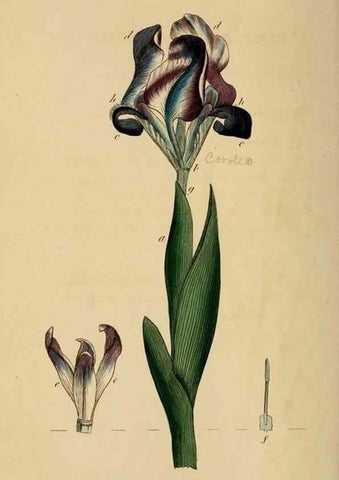 Reproducción/Reproduction 33044171088: Thirty-eight plates, with explanations :. London :Printed for Longman, Hurst, Rees, Orme, and Browne,1817.. 
