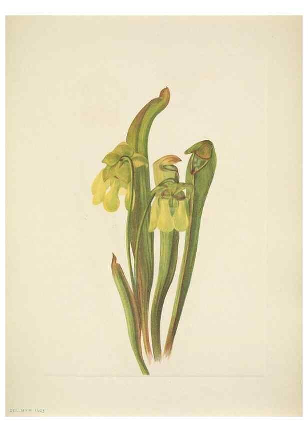 Reproducción/Reproduction 33043666918: North American wild flowers. Washington, D.C. :Smithsonian Institution,1925.. 