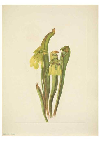 Reproducción/Reproduction 33043666918: North American wild flowers. Washington, D.C. :Smithsonian Institution,1925.. 