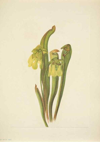 Reproducción/Reproduction 33043666918: North American wild flowers. Washington, D.C. :Smithsonian Institution,1925.. 