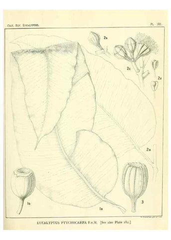 Reproducción/Reproduction 47062470261: A critical revision of the genus Eucalyptus,. Sydney,Gullick,1903-33.. 