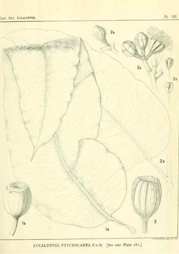 Reproducción/Reproduction 47062470261: A critical revision of the genus Eucalyptus,. Sydney,Gullick,1903-33.. 