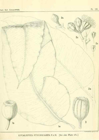Reproducción/Reproduction 47062470261: A critical revision of the genus Eucalyptus,. Sydney,Gullick,1903-33.. 