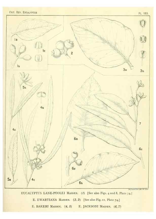 Reproducción/Reproduction 47010175662: A critical revision of the genus Eucalyptus,. Sydney,Gullick,1903-33.. 